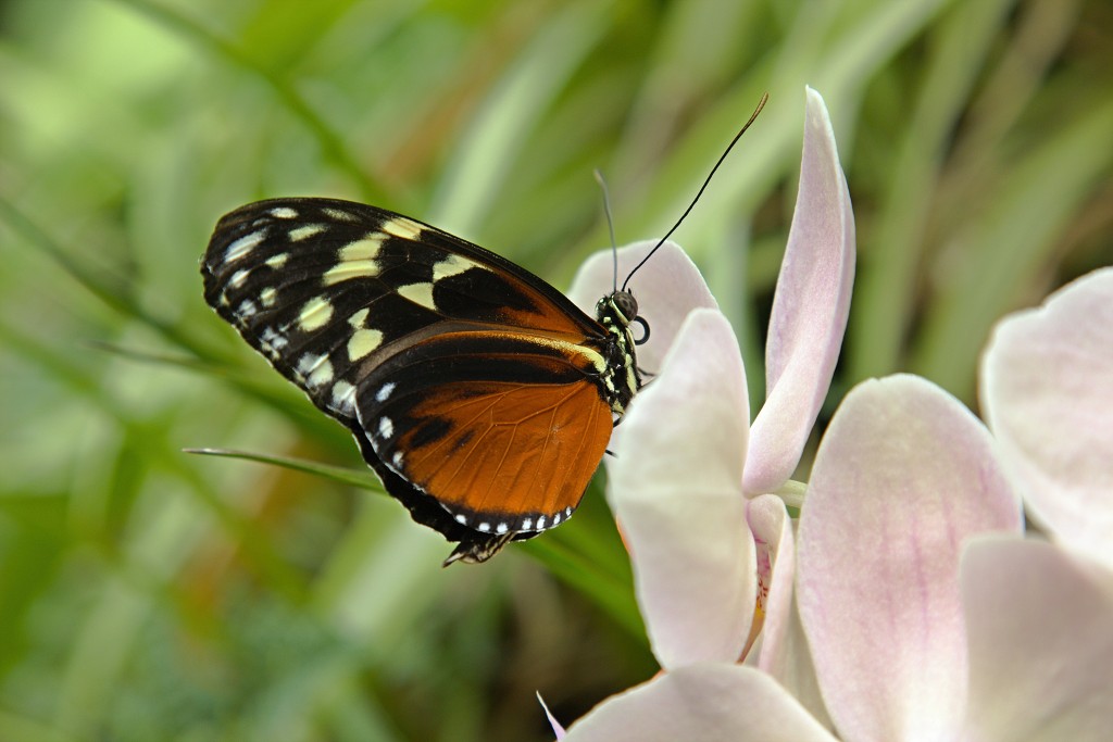 vlinder vlinders hdr insect insecten nederland uitheems Lepidoptera rups rupsen vlindertuin natuur